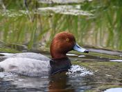 A male Redhead duck
