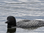 Curious Loon