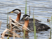 Looking for a good nesting spot