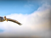 Winging It