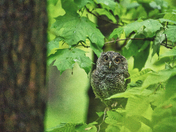 Screech Owlet
