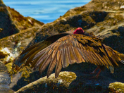 Vulture In The Rocks