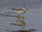 Greater Yellowlegs