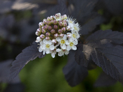 Ninebark