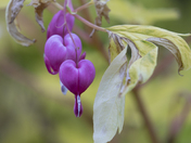 Bleeding Hearts 
