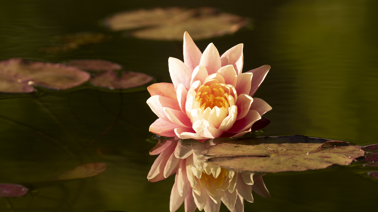 Lotus Flower