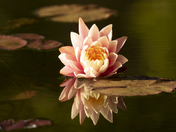 Lotus Flower