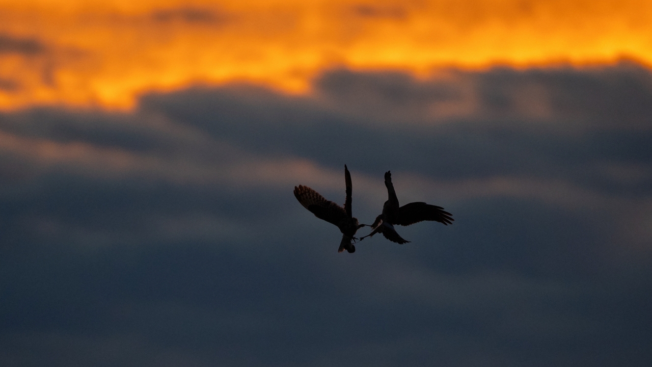 Clash at Twilight