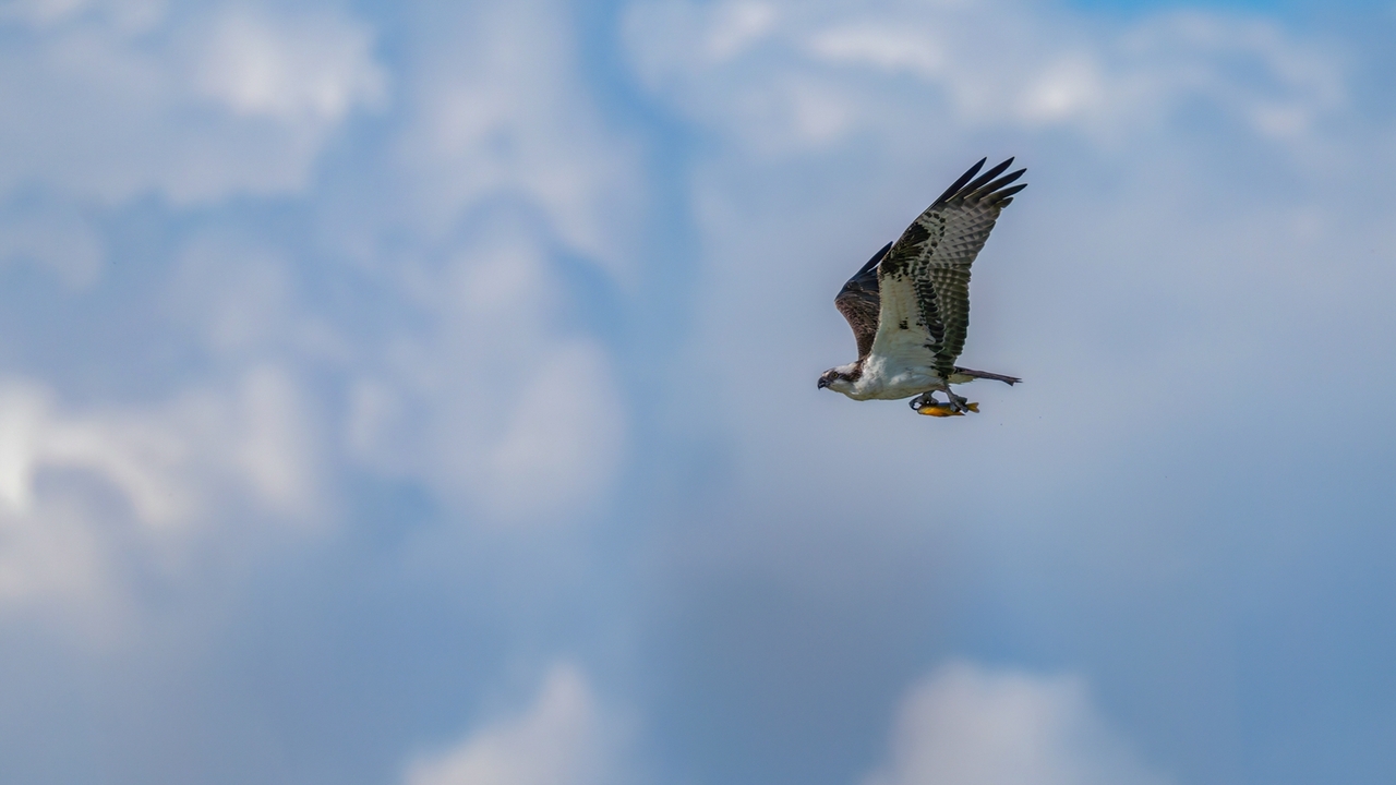 Lord of the Clouds