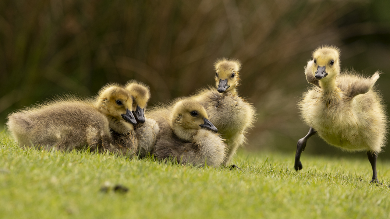 Goslings