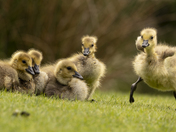 Goslings
