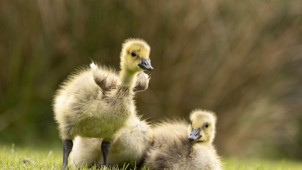 Goslings