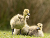 Goslings