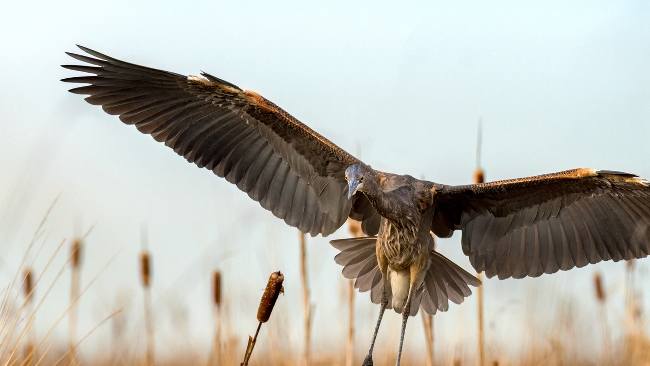 Gliding over the Reeds