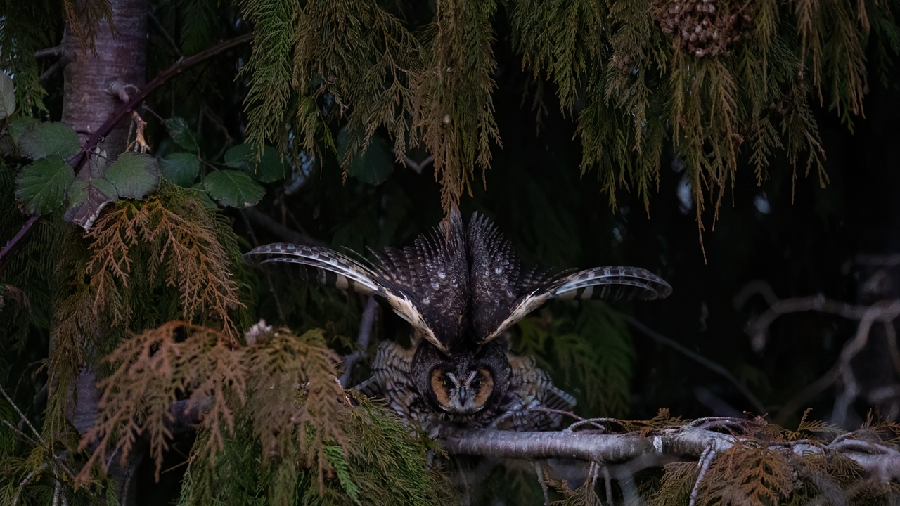 Phantom of the Cedar