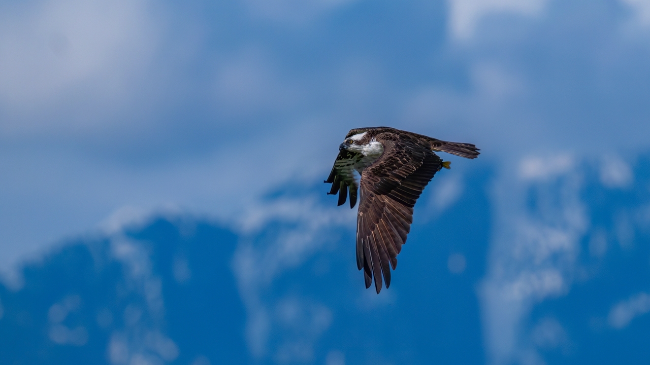 Gliding over the Peaks