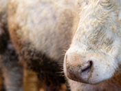 Maggie the cow