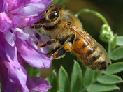 Bee coolecting nectar on tufted vetch