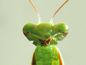 ALIEN !!