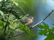 Nothing can make a home like a northern house wren