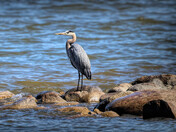 Great Blue Heron