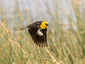 Yellow-headed Blackbird