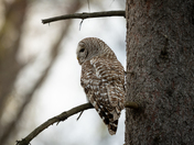 Guardian of the Forest