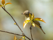 Warbler fever