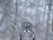 Winter Phantom