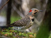 Northern Flicker