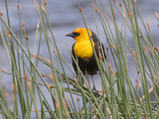 Yellow-headed Blackbird