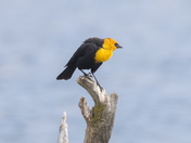 Yellow-headed Blackbird