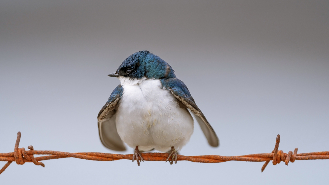 Tree Swallow