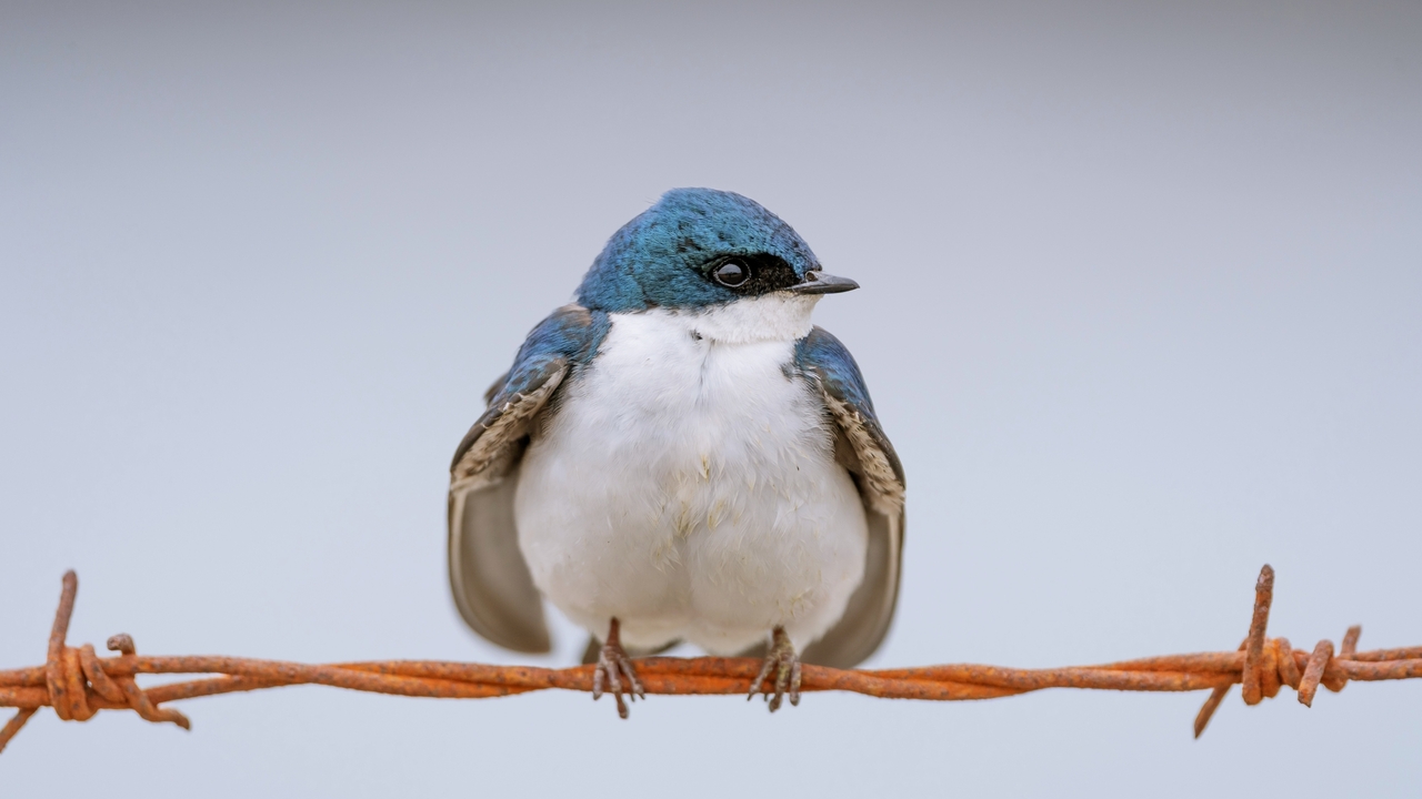 Tree Swallow