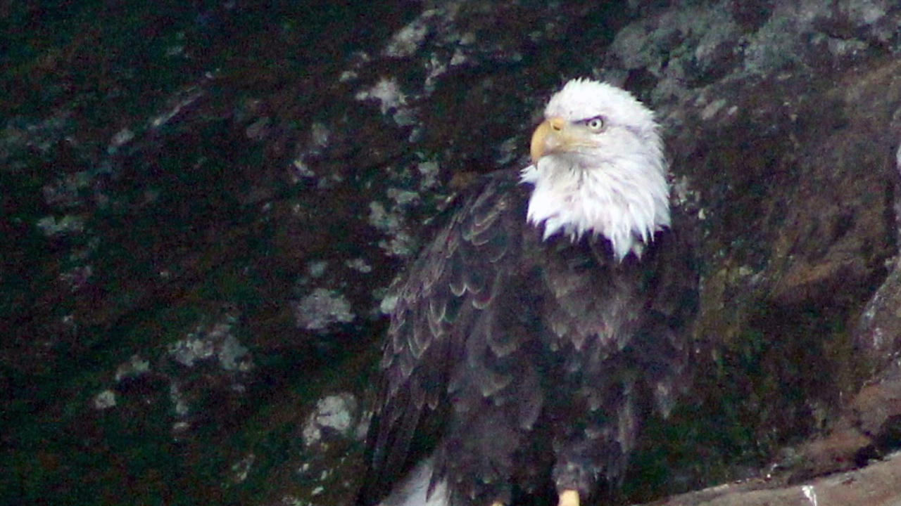 Eagle Eyes