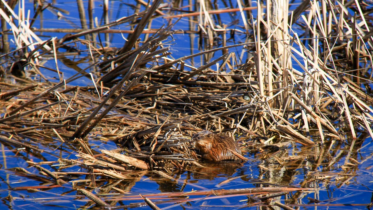 Little beaver