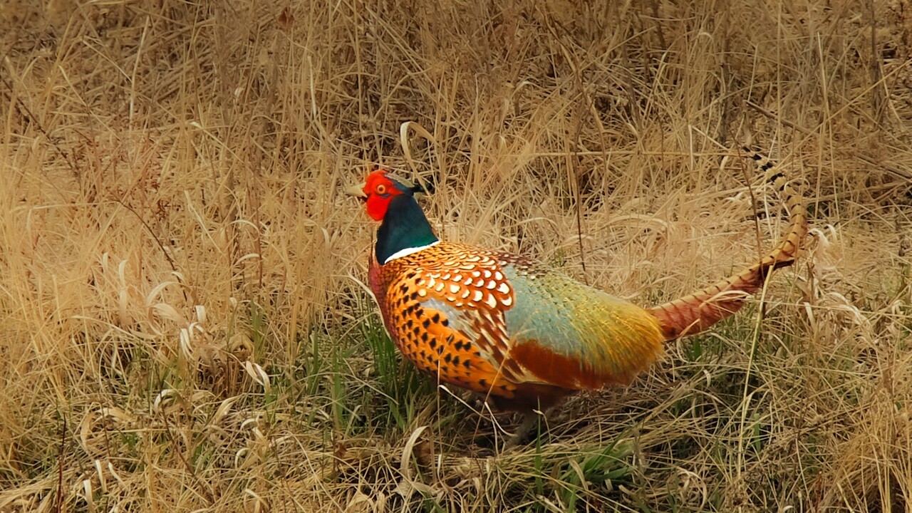 Ring Necked Pheasant