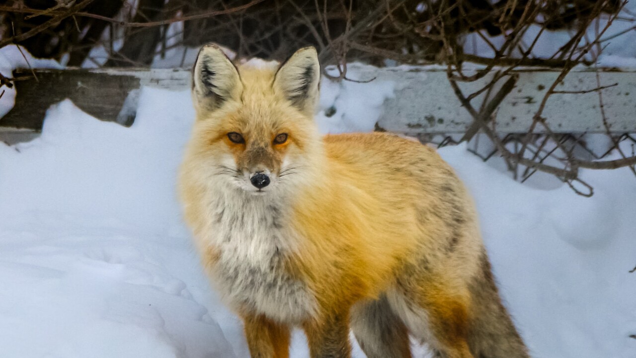 Red Fox
