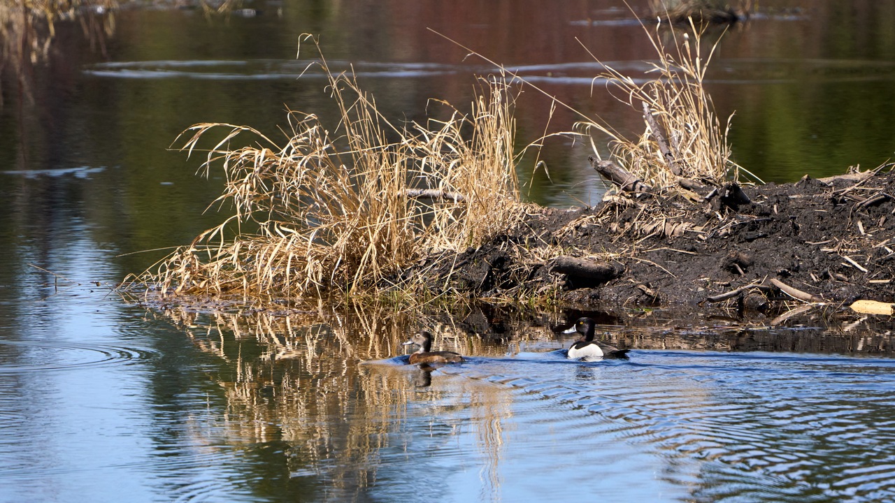 Ring-necked Ducks