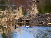 Ring-necked Ducks