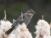 Female Redwing Blackbird