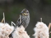 Fluffy cattail Redwing Blackbird