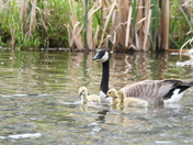 Proud parent