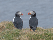 puffins in Iceland