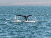 whale in Húsavík Iceland