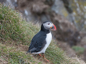 Puffins in Iceland