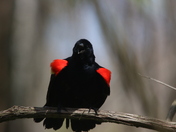 Red Wing Black Bird