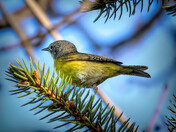 Nashville Warbler