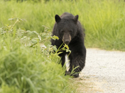 Black Bear