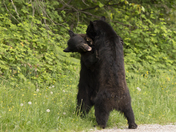 Black Bears